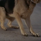Image for article titled Time To Watch That Clip Of A Bionic Dog Grabbing A Volkswagen By The Bumper